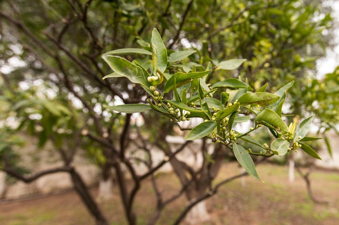 Two Olive Trees ξενώνας Σπέτσες Εξωτερικό φωτογραφία